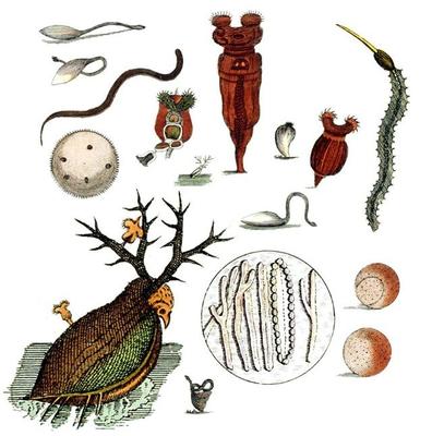 與上帝平起平坐的微生物 生物起源于它，人類未來依靠它